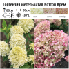 Гортензия метельчатая (Hydrangea paniculata) Коттон Крем Р9 СП/25