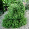 Туя западная "Филиформис" на фото