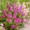 Буддлея Давида (Buddleja davidii) Баттерфляй Канди Литтл Цериз С3 СП/25