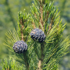 Сосна кедровая (Pinus cembra ) С2-3 РАрт/25