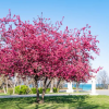 Яблоня (Malus) Рудольф 100-150 С25 РАч/25 п