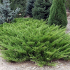 Можжевельник казацкий (Juniperus sabina) 50-60 С12 НБл/25