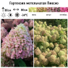 Гортензия метельчатая (Hydrangea paniculata) Пиксио Р9 СП/25