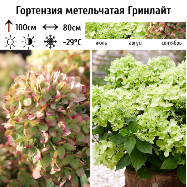 Основное изображение товара