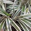Осока Морроу (Carex morrowii) Голдбанд С3 СП/24
