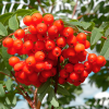Рябина обыкновенная (Sorbus aucuparia) 200-250 С15 БАл/25