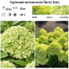 Гортензия метельчатая (Hydrangea paniculata) Литтл Эппл С3 НАп/25