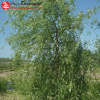 Ива плакучая (Salix) Водопад Mst150-175 С15 РСав/24