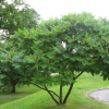 Сумах уксусный (Rhus tuphina)  80-100 С7,5 РСав/25