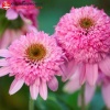 Эхинацея пурпурная (Echinacea purpurea) Пинк Дабл Делайт С3 ГлХ/24