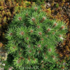 Сосна черная (Pinus nigra) Брайт Айс 30-40 С7,5 ГШт/25