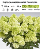 Гортензия метельчатая (Hydrangea paniculata) Панателла Р9 СП/25