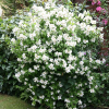 Чубушник (Philadelphus) Белль Этуаль С3 СП/23