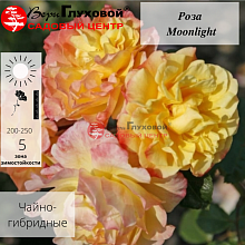 Основное изображение товара