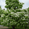 Катальпа бигнониевидная (Catalpa bignonioides) С3 БАл/23