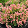 Вейгела цветущая (Weigela florida) Олл Саммер Пич С3 НАп/24