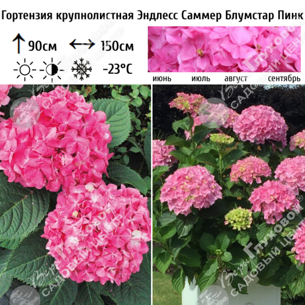 Гортензия крупнолистная "Эндлесс Саммер Блумстар Пинк" на фото