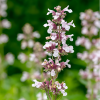 Котовник крупноцветковый (Nepeta grandiflora) Дон ту Даск С3 ГлХ/25