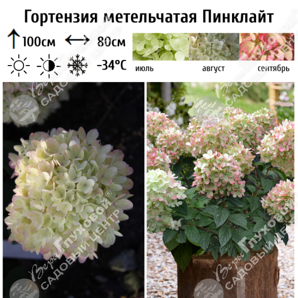 Гортензия метельчатая "Пинклайт" на фото