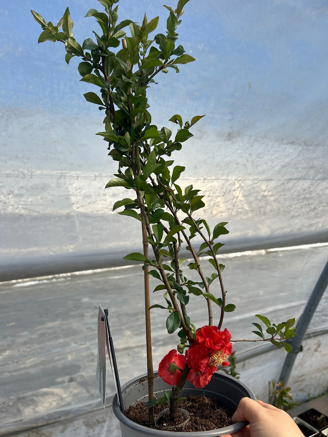 Хеномелес – весенний взрыв красок!