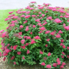 Спирея густоцветковая (Spiraea densiflora) С3 СП/25