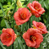 Лилейник (Hemerocallis) Литтл Шоу Стоппер С3 РЛ/25