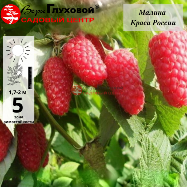 Основное изображение товара