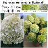 Гортензия метельчатая (Hydrangea paniculata) Гарденлайт Брайтлайт Р9 СП/25