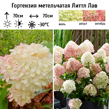 Основное изображение товара