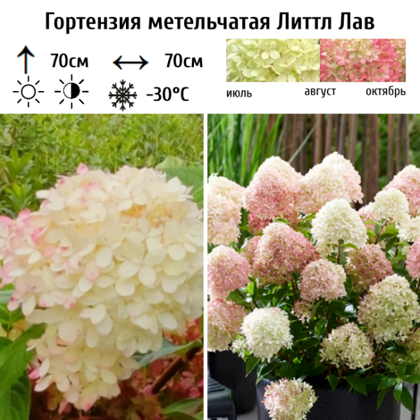 Основное изображение товара