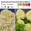 Гортензия метельчатая (Hydrangea paniculata) Литтл Фреско Р9 СП/25