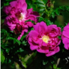 Роза Ругоза (Rosa rugosa) Scarlet Pavement (Hanuhl) С3 НАп/24