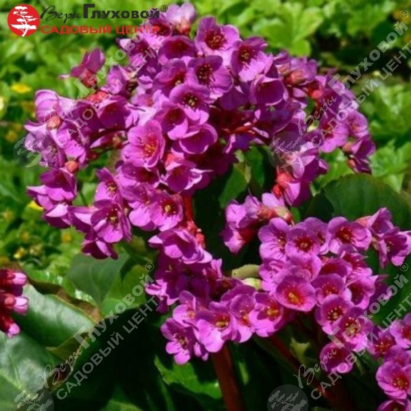 Бадан сердцелистный (Bergenia cordifolia) "Ротблюм" на фото
