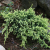 Можжевельник чешуйчатый (Juniperus sguamata) Холджер С5 ПД/24