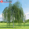 Береза повислая (Betula pendula) Юнги Шт-120 С20 БАпп/24