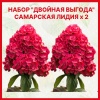 Гортензия метельчатая (Hydrangea paniculata) Набор из двух гортензий "Двойная выгода" С3/25