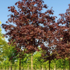 Клен остролистный (Acer platanoides) Роял Ред 125-150 С10 РГр/25