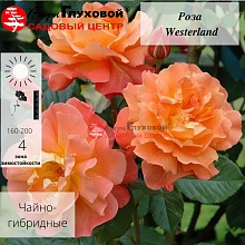 Основное изображение товара
