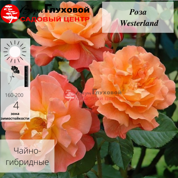Основное изображение товара