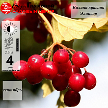 Основное изображение товара