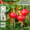 Шиповник Воронцовский
