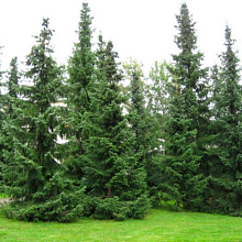 Ель сербская Picea omorica