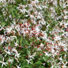 Гилления трехлистная (Gillenia trifoliata) С3 СП/24