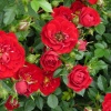 Роза миниатюрная (Rosa) Red Fairy С3 НАп/25