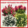Гортензия метельчатая (Hydrangea paniculata) Набор из четырех гортензий "Волшебство красок" Р9/25