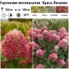 Гортензия метельчатая (Hydrangea paniculata) Краса Лесково Р9 СП/25