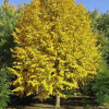 Липа мелколистная (Tilia cordata) Винтер Оранж 250-300 С10 РСав/24
