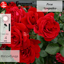 Основное изображение товара
