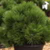 Сосна черная (Pinus nigra) Хельга 30-40 С7,5 ГШт/25
