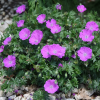 Герань кроваво-красная (Geranium sanguineum) Макс Фрай С3 СП/24